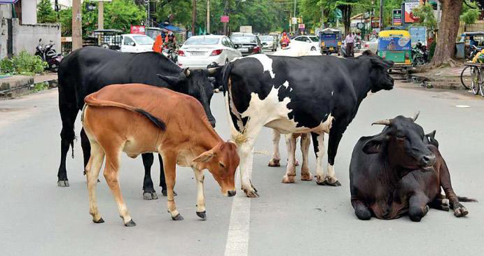 காரைக்காலில்   சாலைகளில் கால்நடைகள் இனி திரிந்தால் கடும் நடவடிக்கை ஆணையர் எச்சரிக்கை  காரைக்கால்,அக்.27-